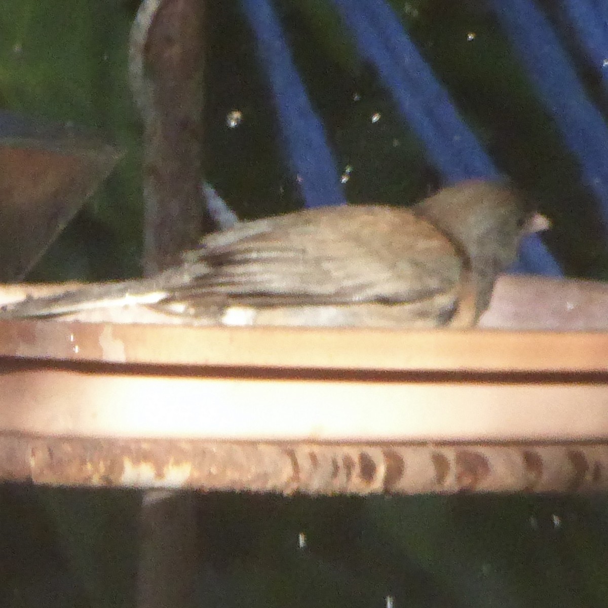 Dark-eyed Junco - ML645628533