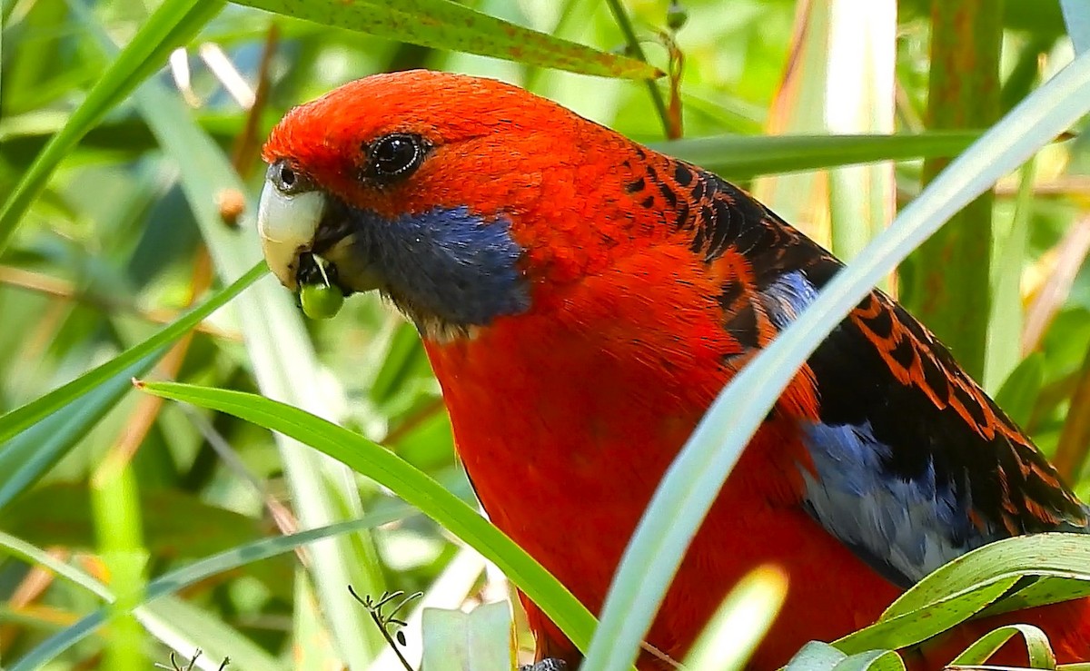 Crimson Rosella - ML645628534