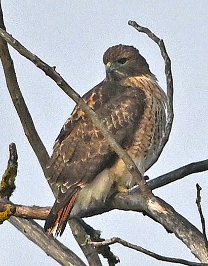 Red-tailed Hawk - ML645628535