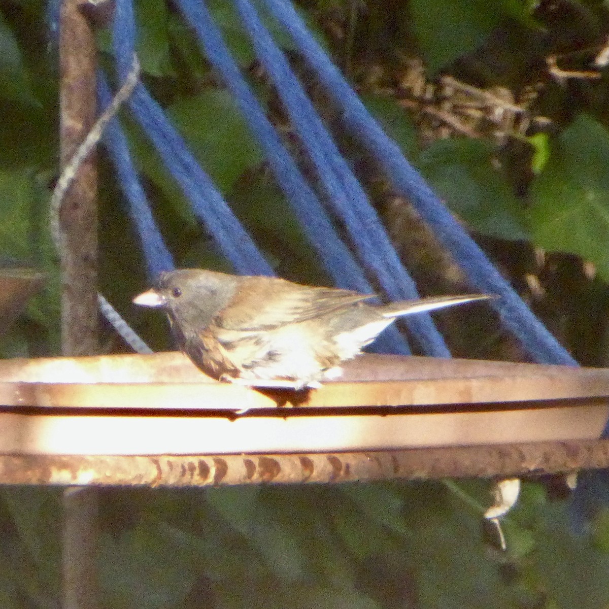 Dark-eyed Junco - ML645628536