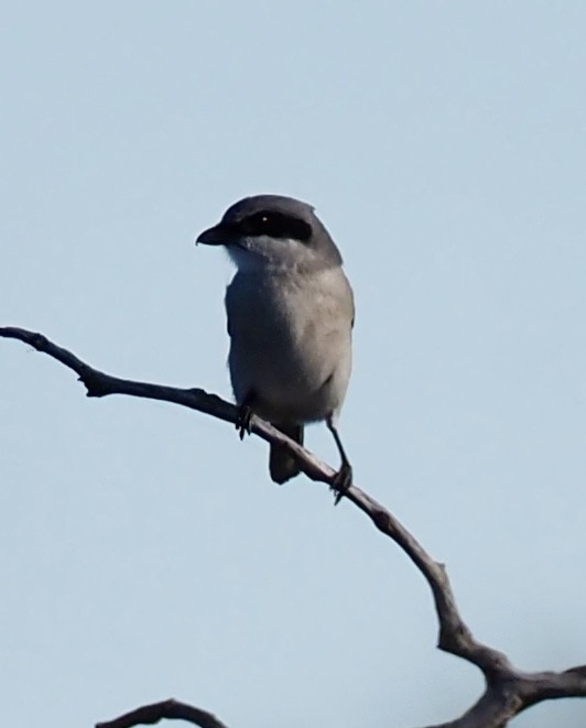 Loggerhead Shrike - ML645628537