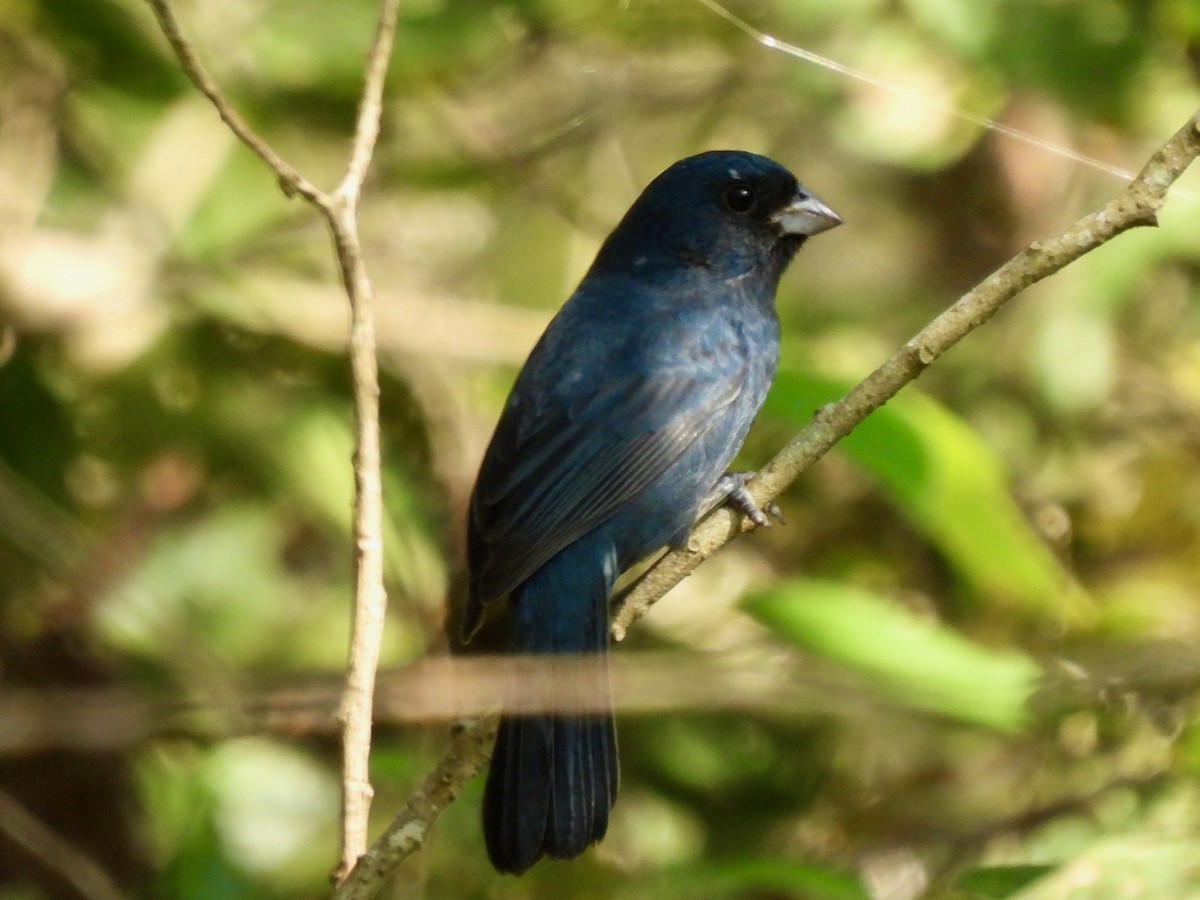 Blue Seedeater - ML645628539