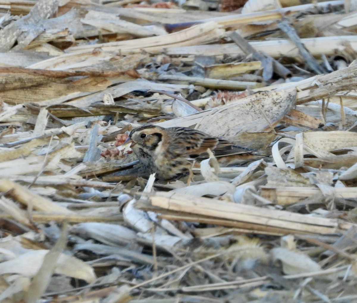 Lapland Longspur - ML645628541