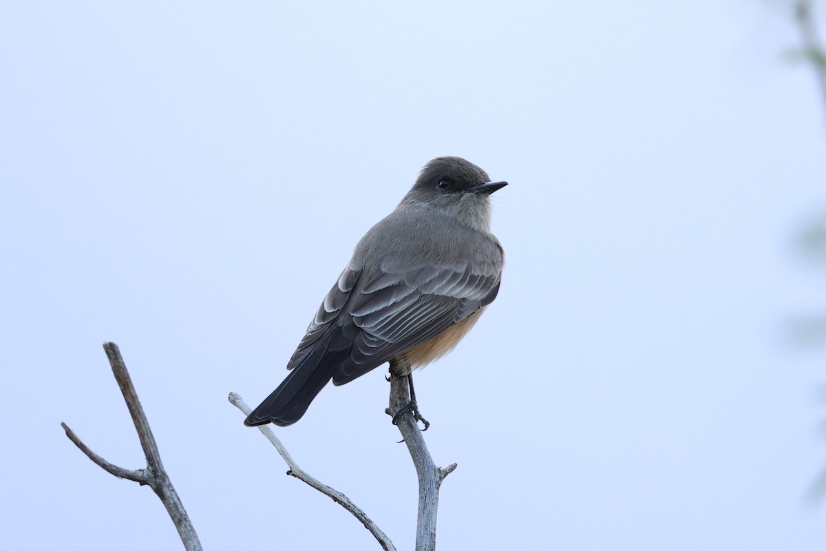 Say's Phoebe - ML645628542