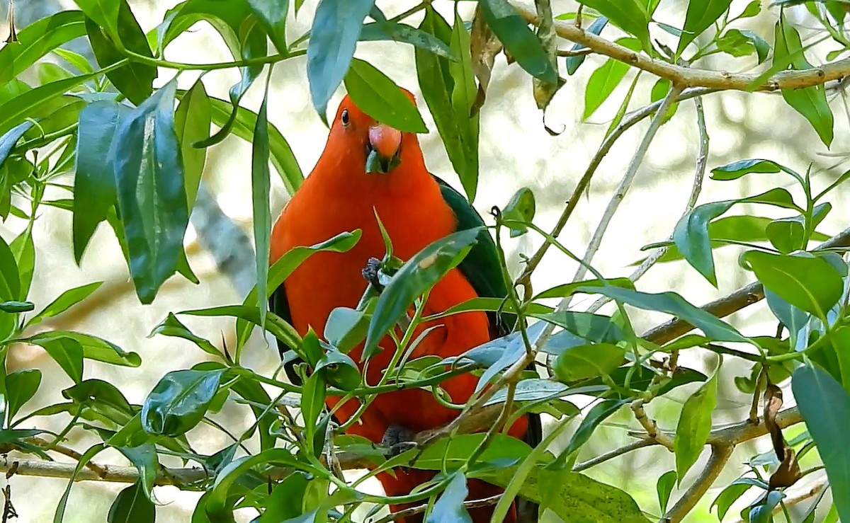 Australian King-Parrot - ML645628544