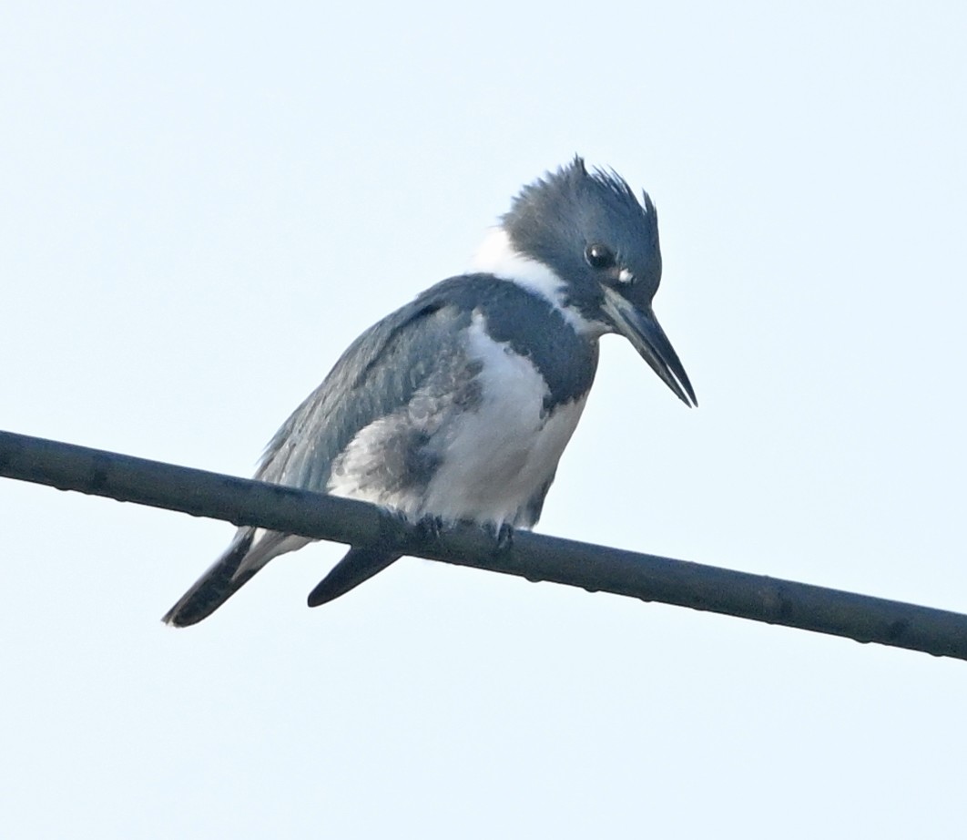 Belted Kingfisher - ML645628545