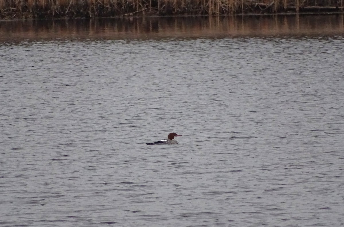 Common Merganser - ML645628546