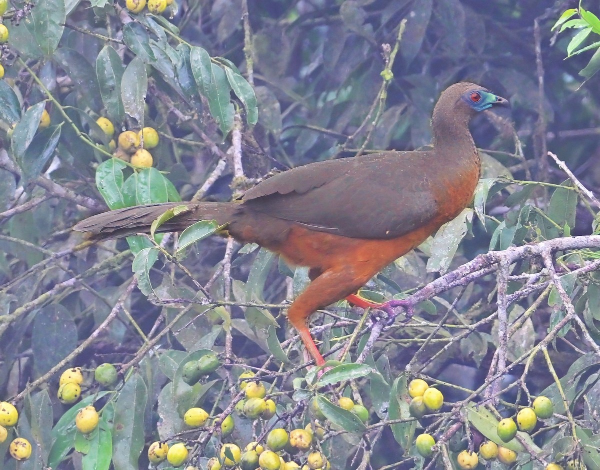 Sickle-winged Guan - ML645628548
