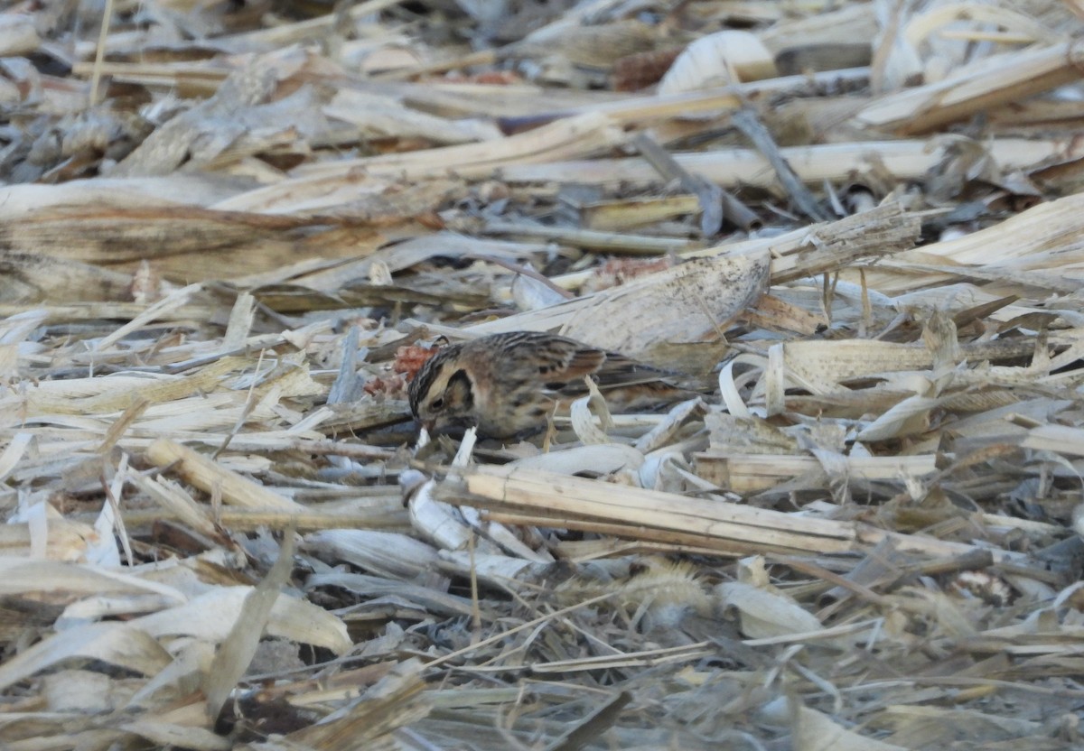 Lapland Longspur - ML645628549