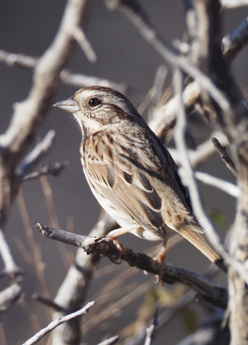 Song Sparrow - ML645628550