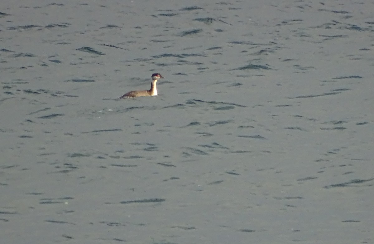 Horned Grebe - ML645628551