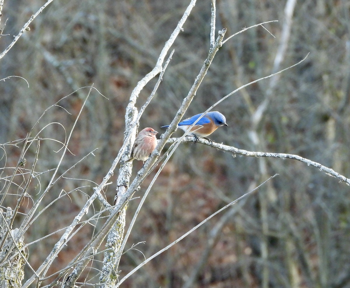 Eastern Bluebird - ML645628552