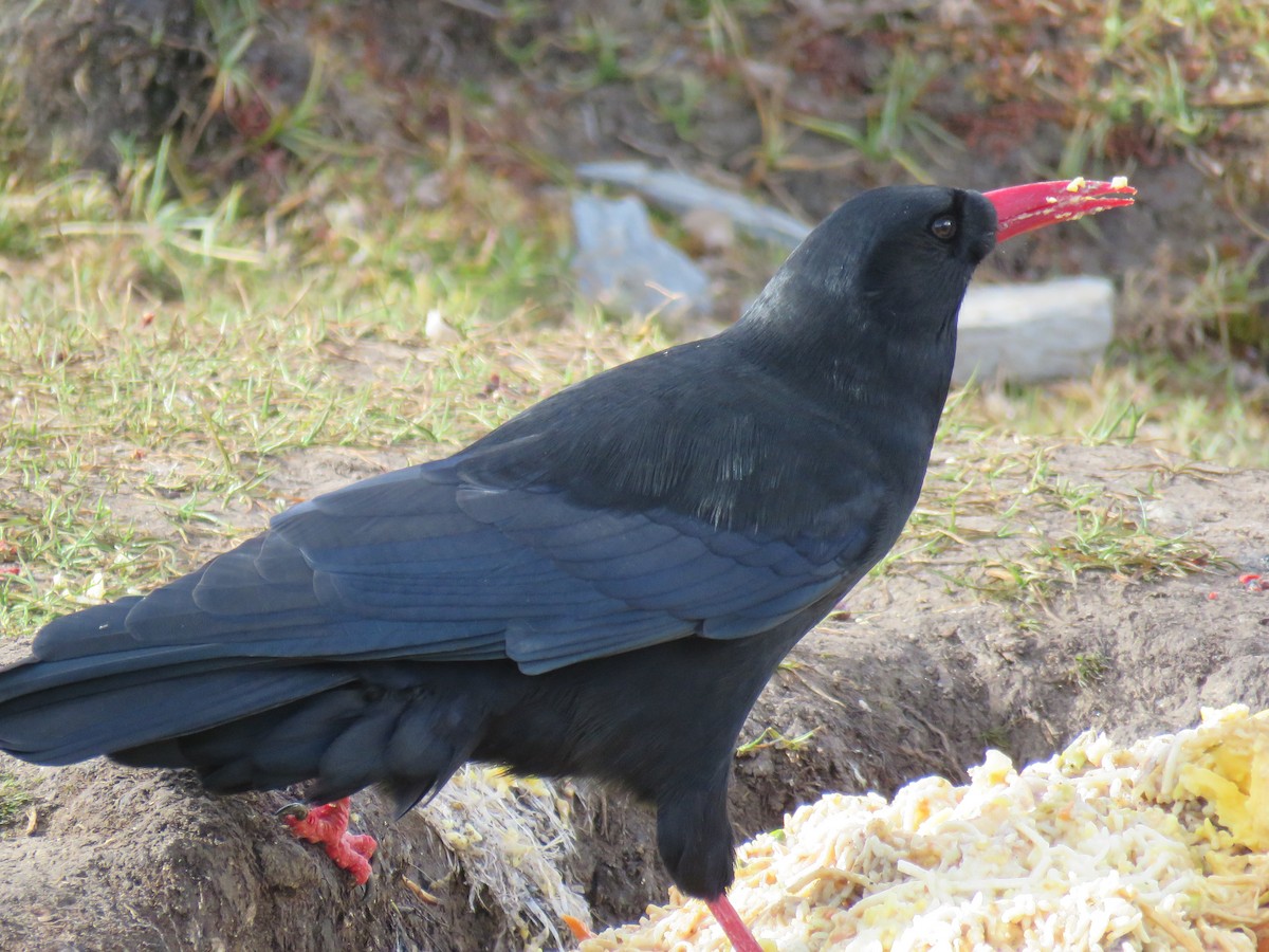 Red-billed Chough - ML645628553
