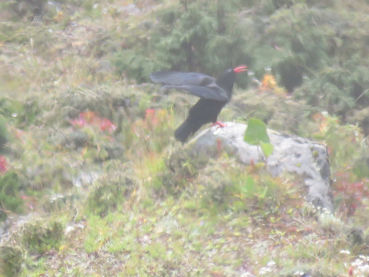 Red-billed Chough - ML645628554