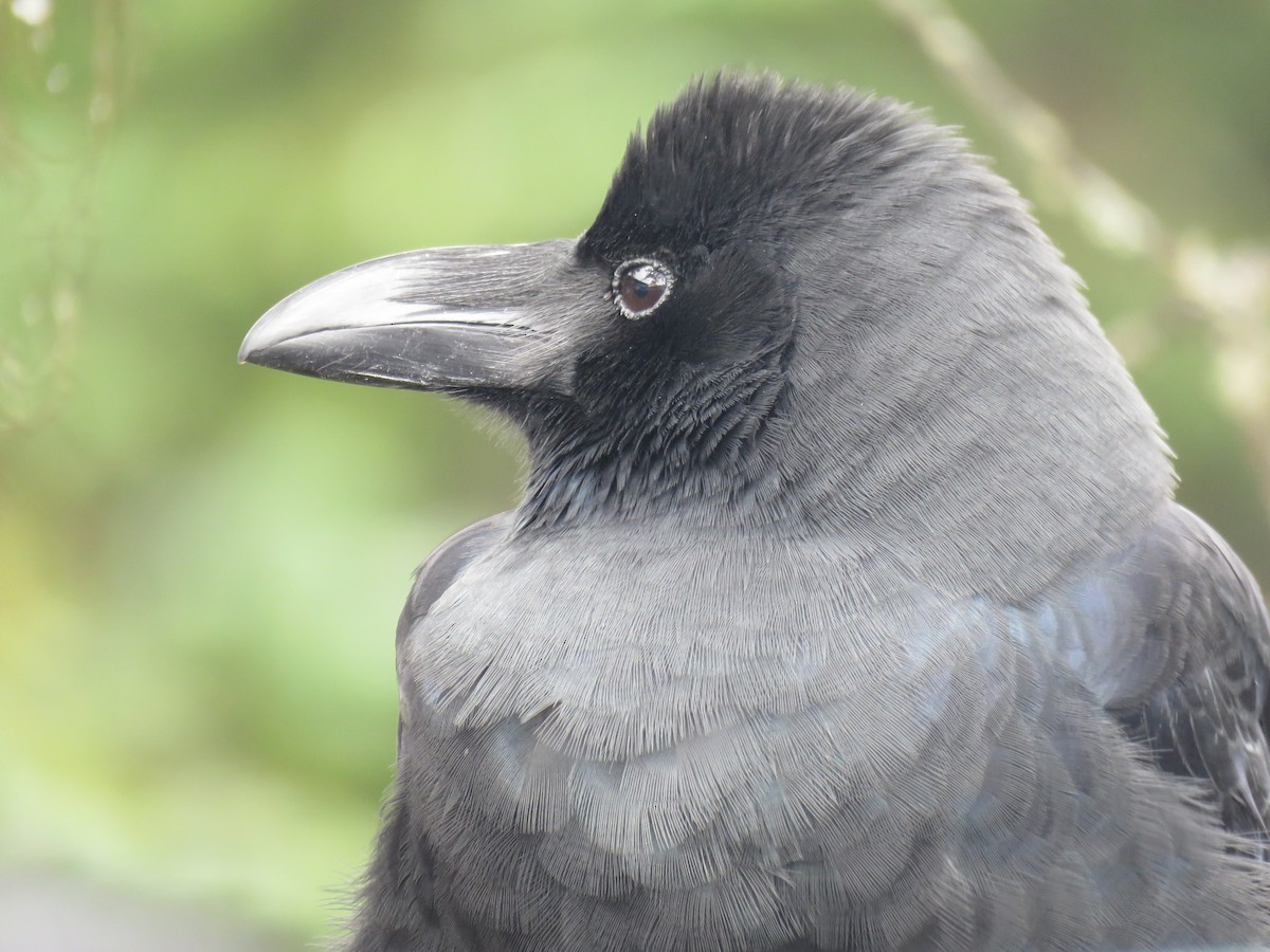 Large-billed Crow - ML645628561