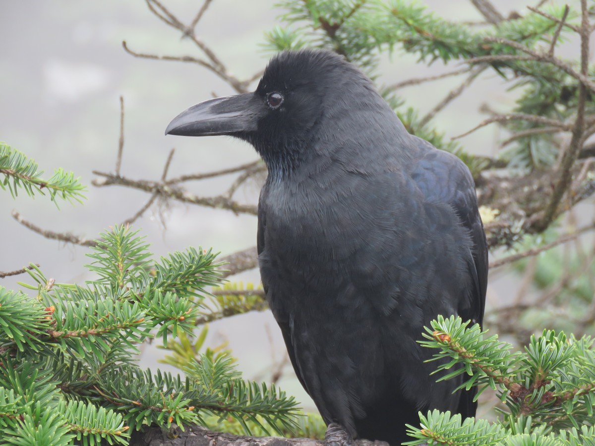Large-billed Crow - ML645628562
