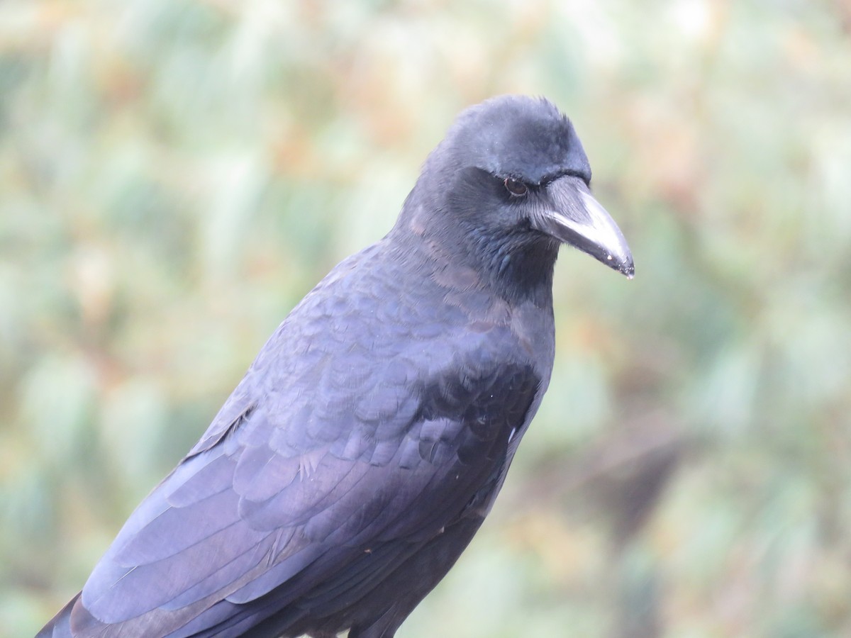 Large-billed Crow - ML645628563