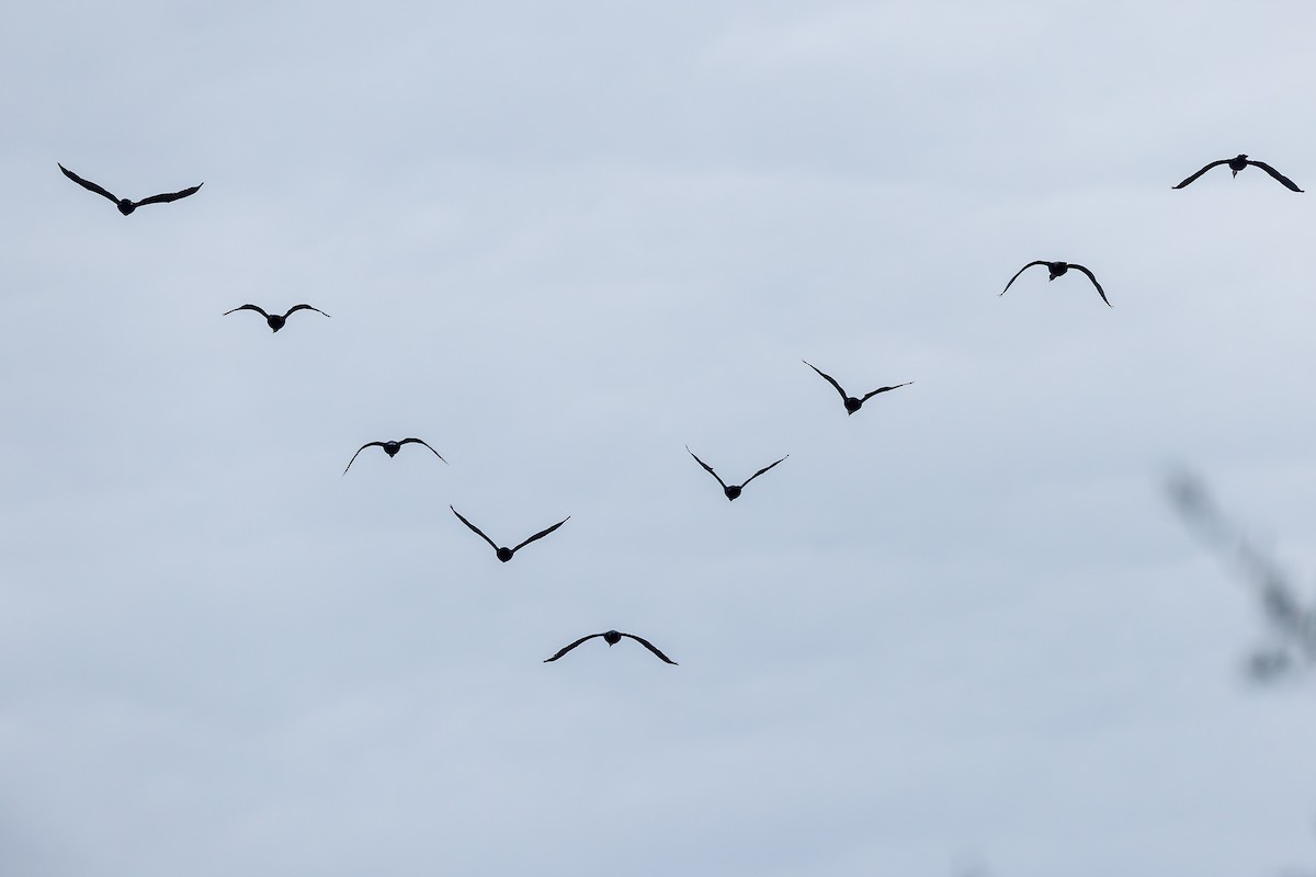 Double-crested Cormorant - ML645628566