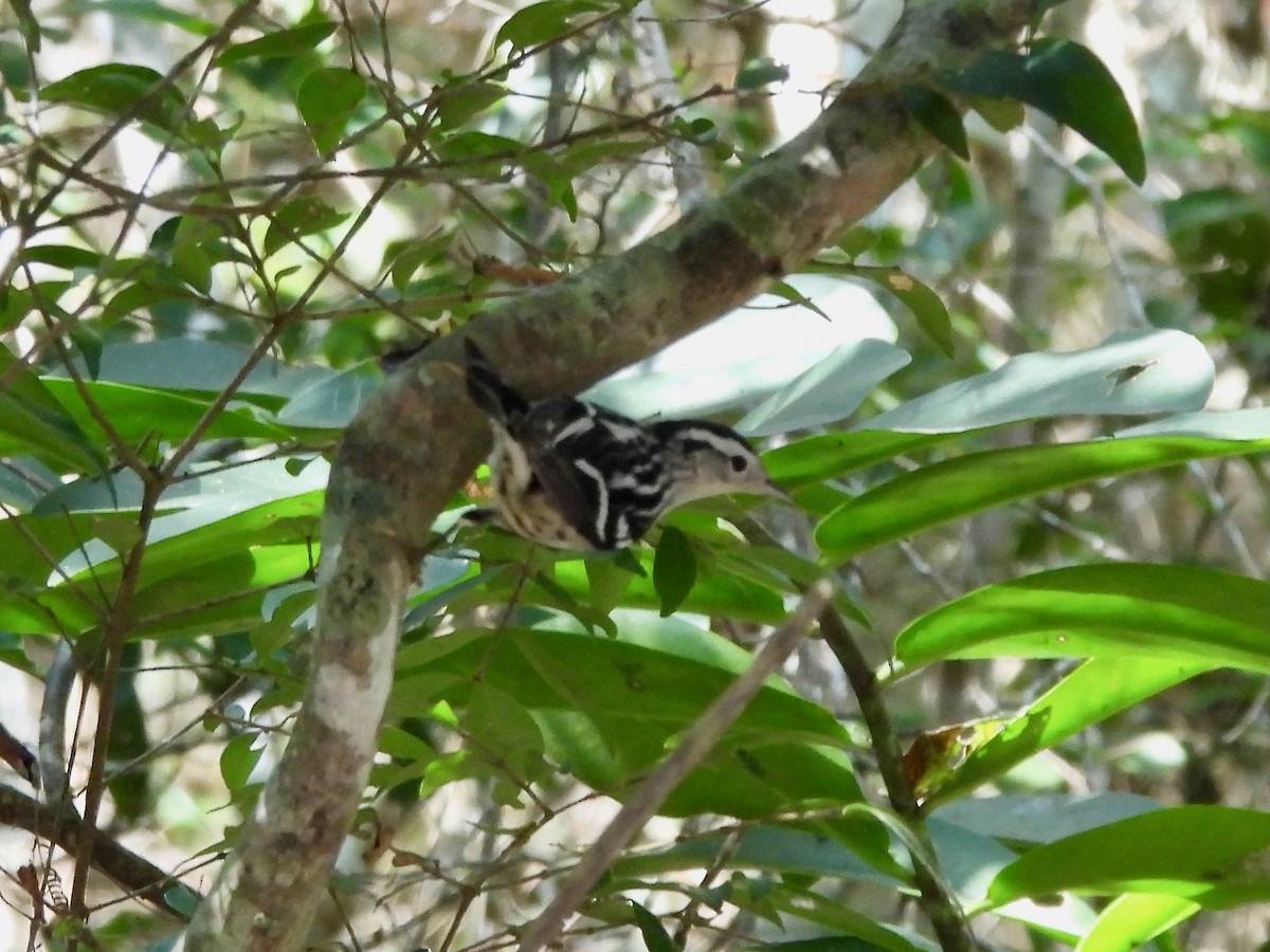 Black-and-white Warbler - ML645628567