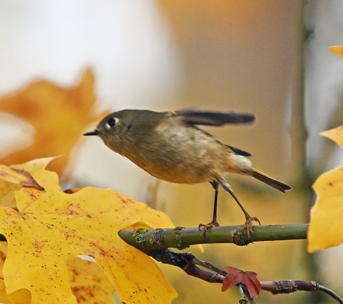 Ruby-crowned Kinglet - ML645628568