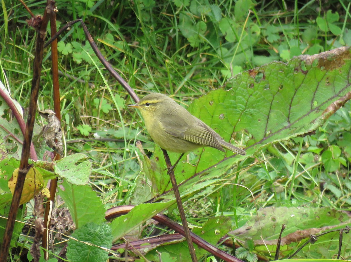 Tickell Çıvgını (affinis/perflavus) - ML645628582