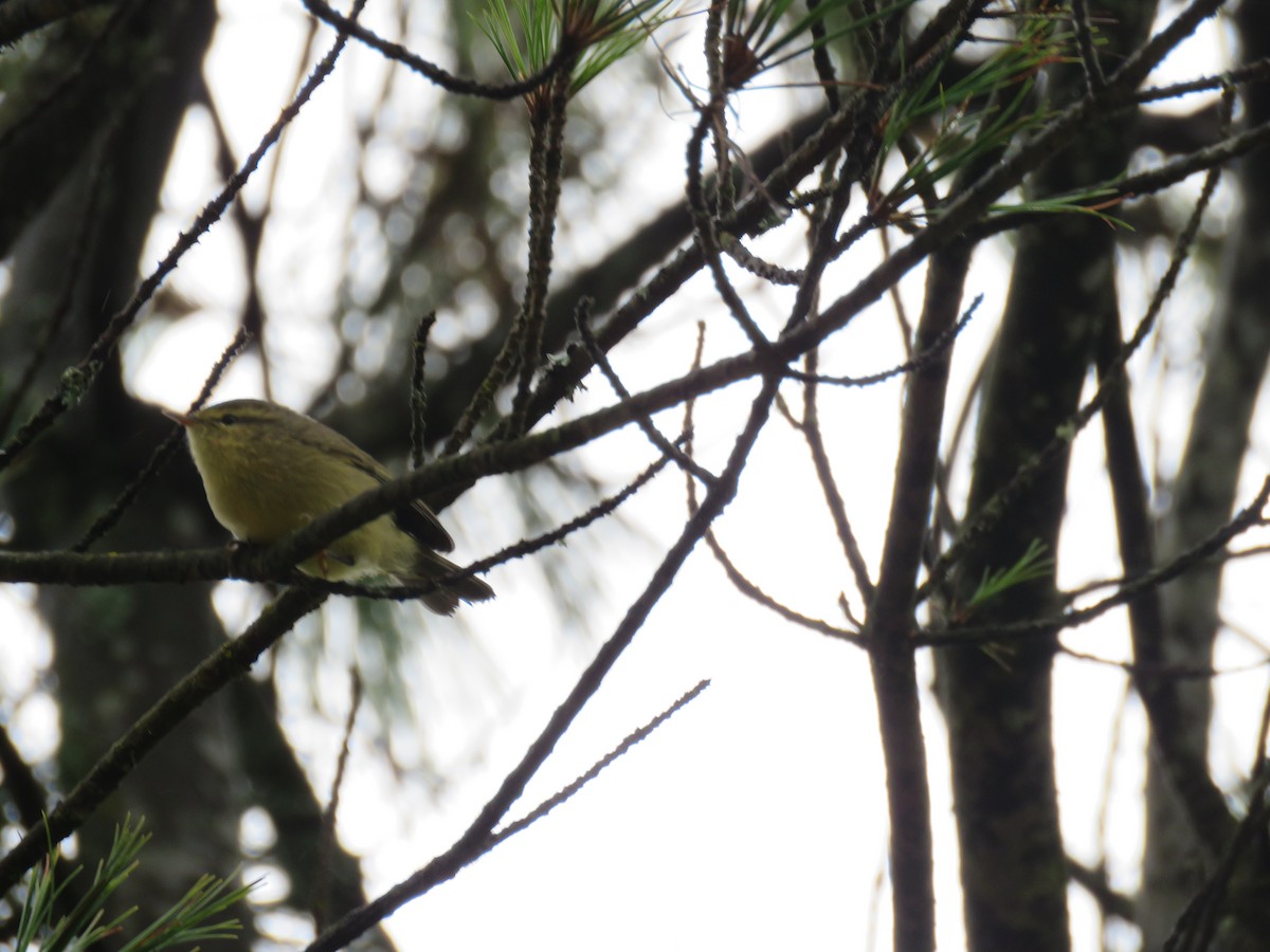 Tickell Çıvgını (affinis/perflavus) - ML645628583