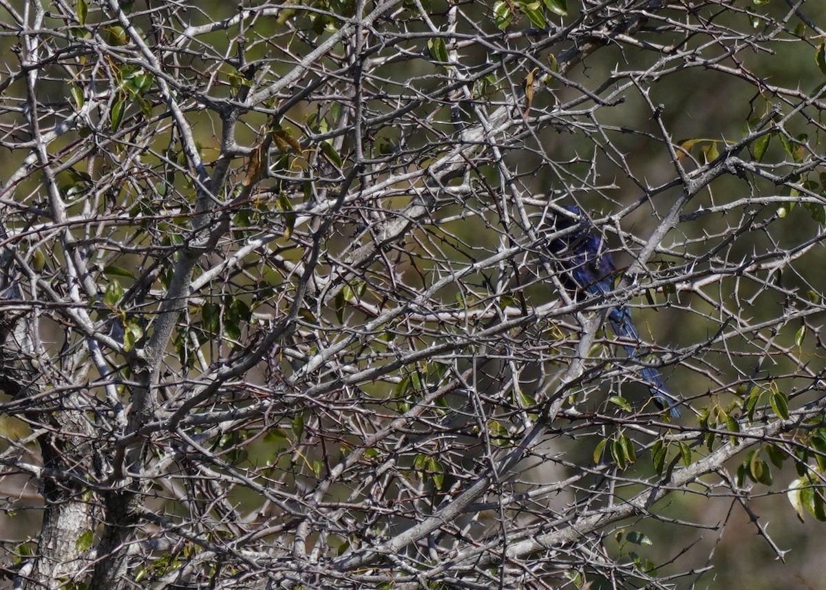 Common Scimitarbill - ML645628596