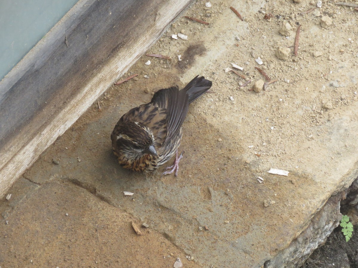 Camachuelo de Thura - ML645628599