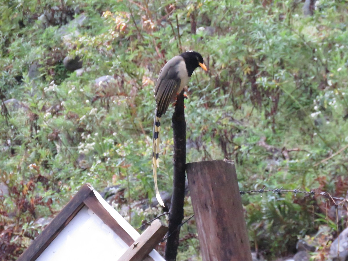Yellow-billed Blue-Magpie - ML645628652