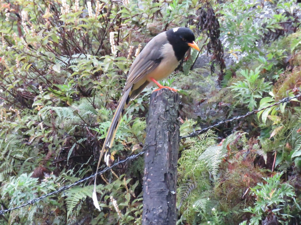 Yellow-billed Blue-Magpie - ML645628653