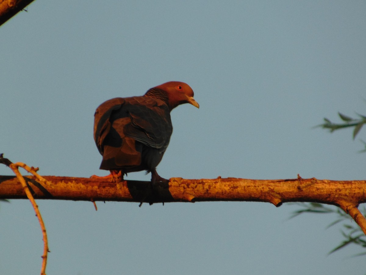 Темнохвостый голубь - ML645628663