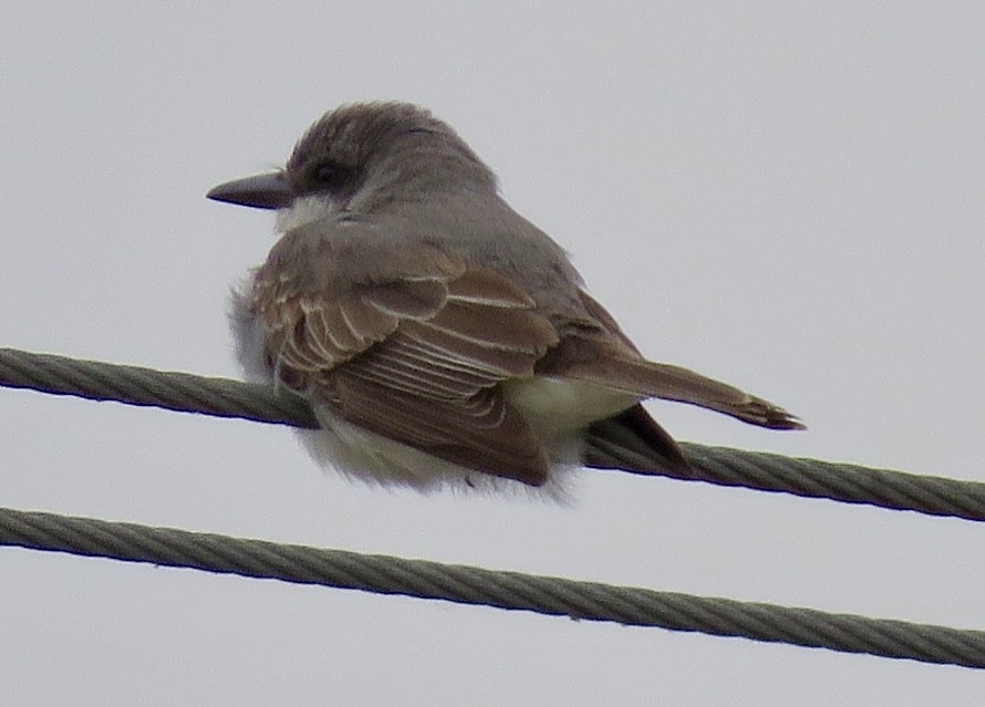 Gray Kingbird - ML645628666