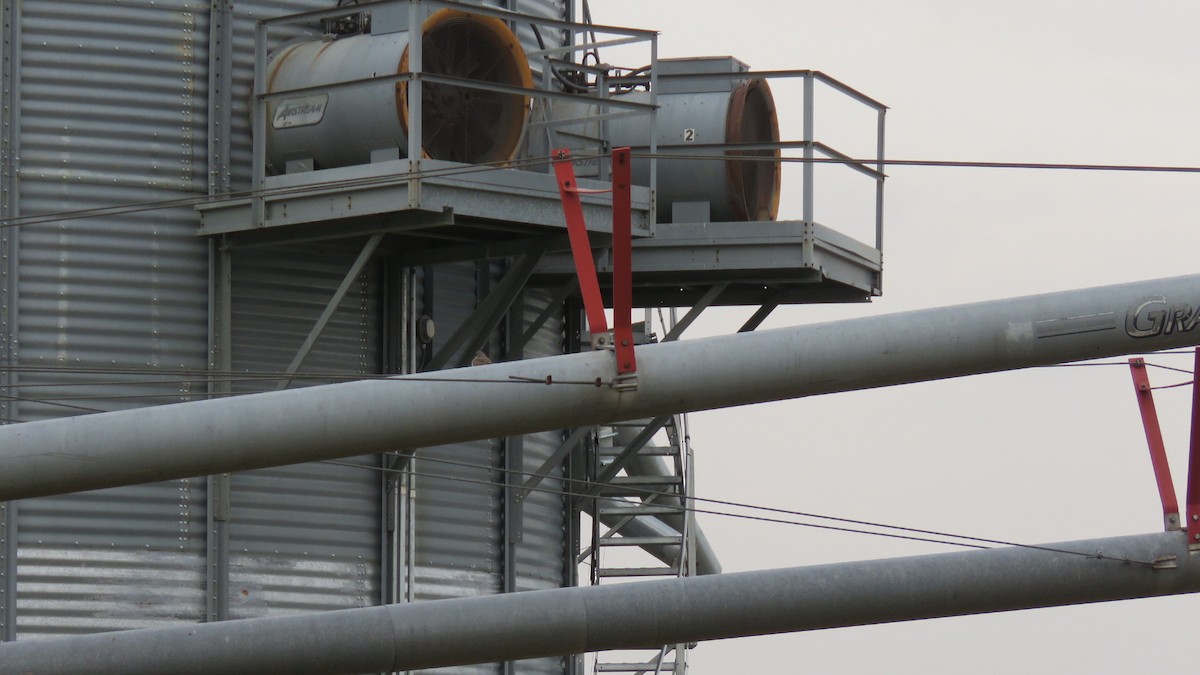 Gray Kingbird - ML645628667