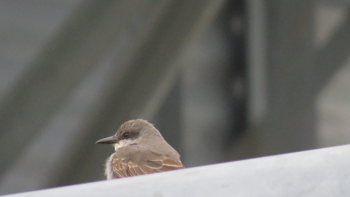 Gray Kingbird - ML645628668