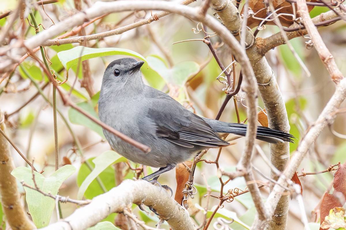 Gray Catbird - ML645628670