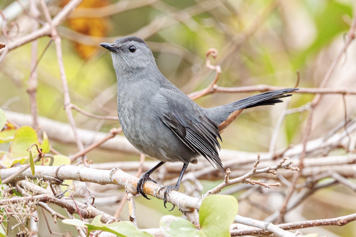 Gray Catbird - ML645628671