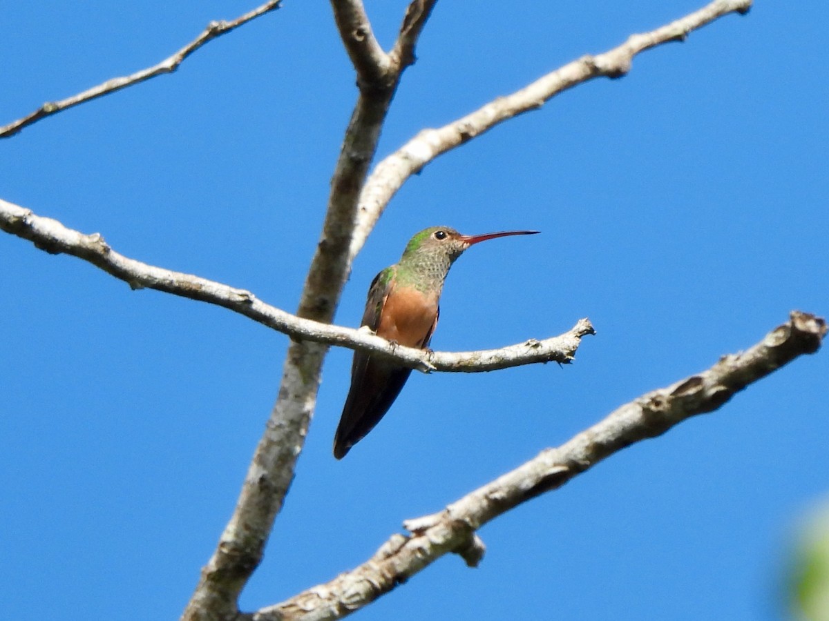 Buff-bellied Hummingbird - ML645628672