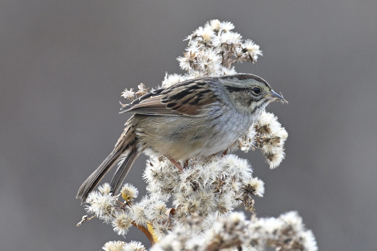 Swamp Sparrow - ML645628673