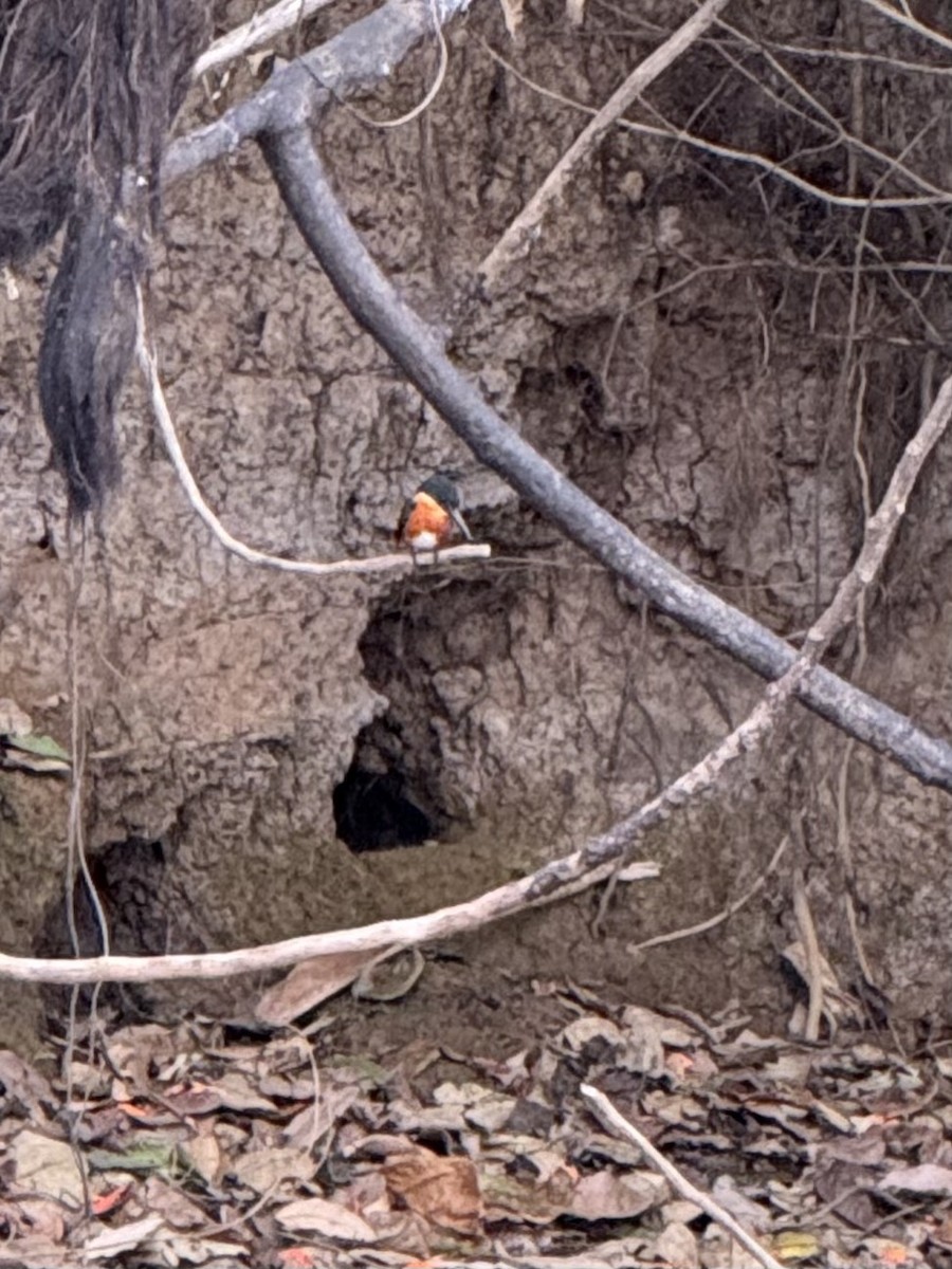 Erzfischer - ML645628674