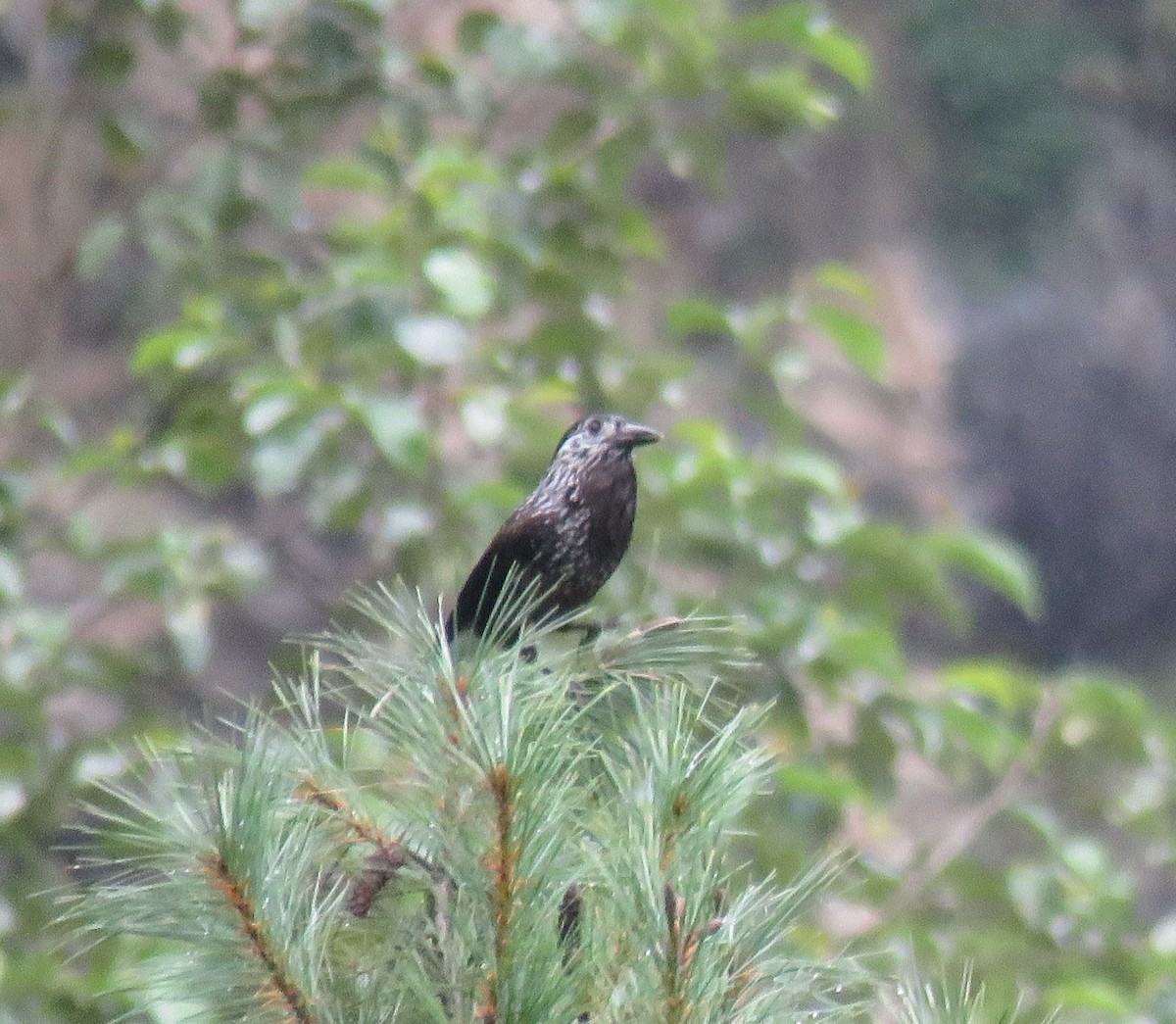 Southern Nutcracker - ML645628676