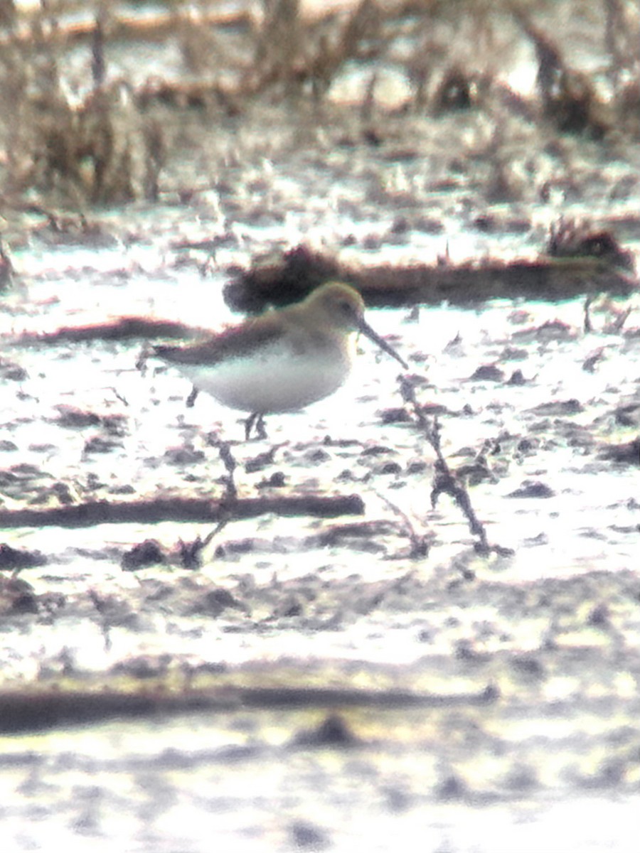 黑腹濱鷸 - ML645628677