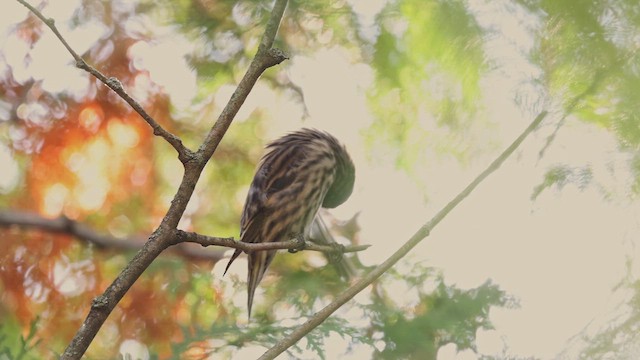 Pine Siskin - ML645628679
