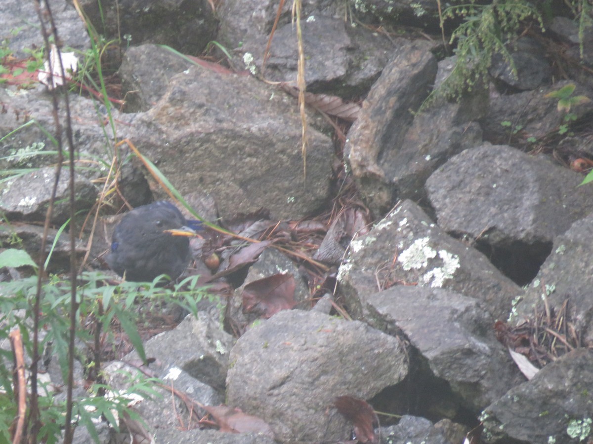 Blue Whistling-Thrush - ML645628684