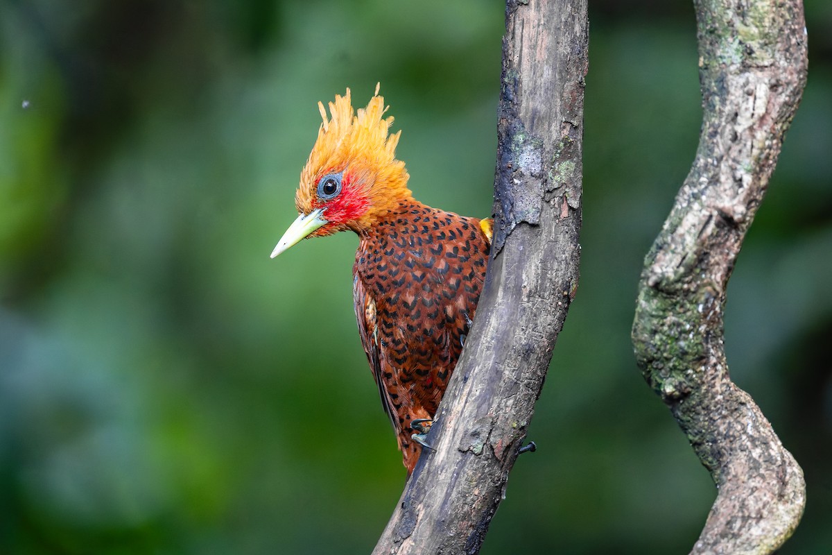 Kestane Renkli Ağaçkakan - ML645628688