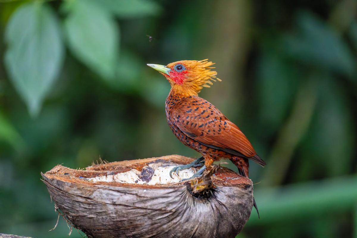 Kestane Renkli Ağaçkakan - ML645628689