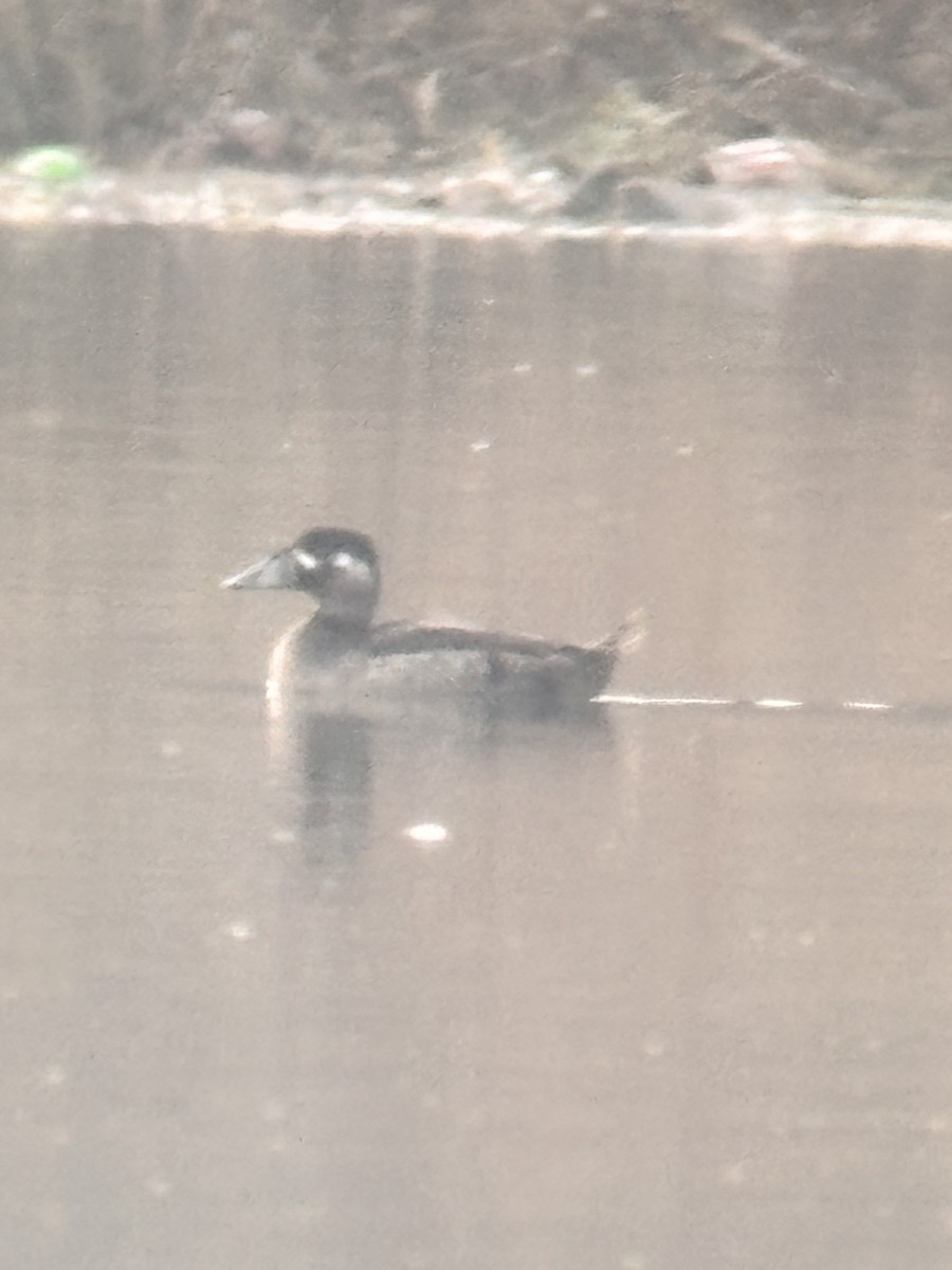 Surf Scoter - ML645628707