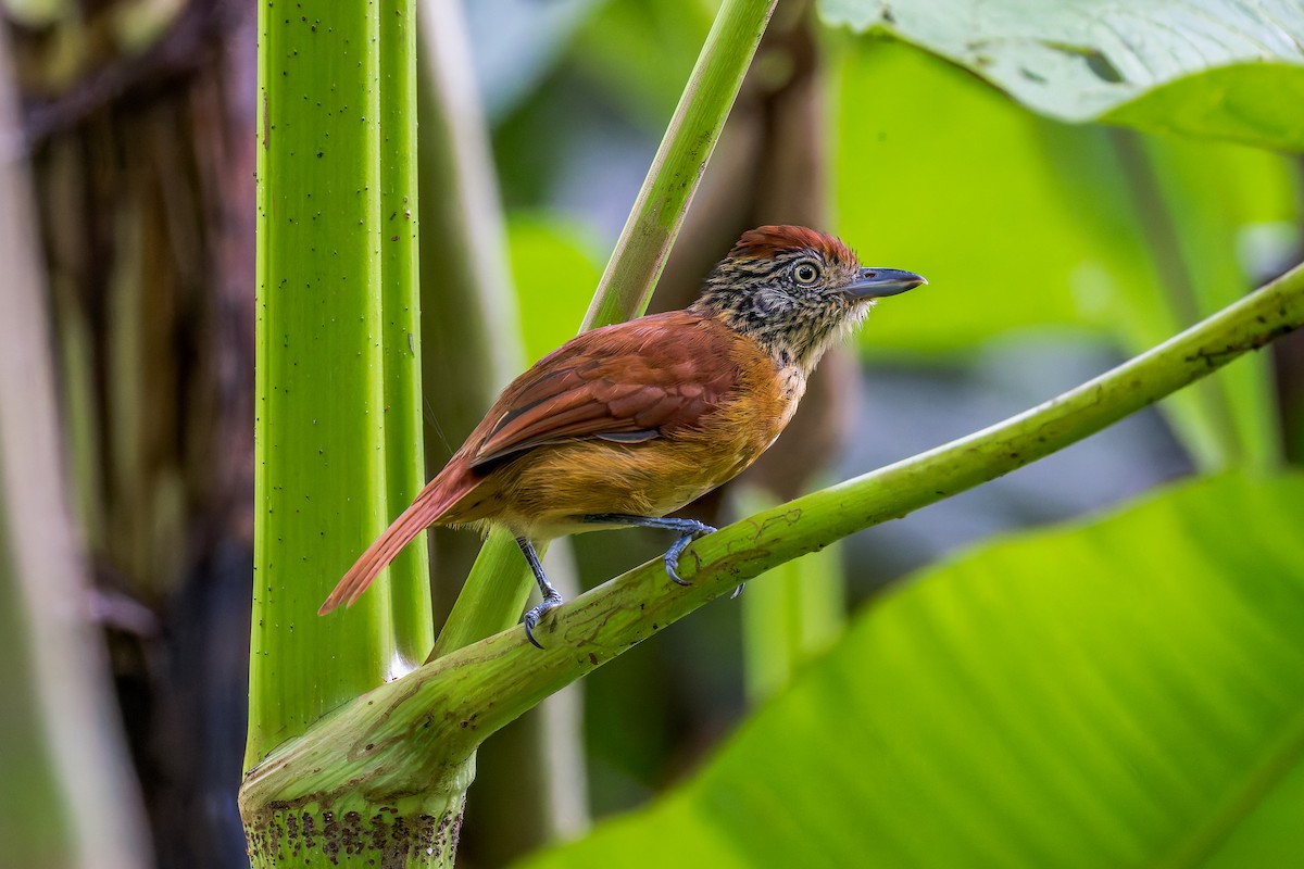Batará Barrado - ML645628717