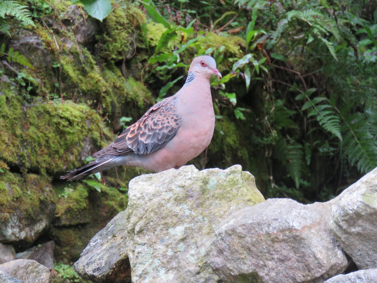 Oriental Turtle-Dove - ML645628720