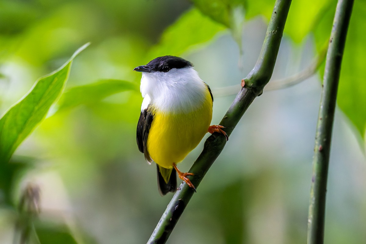 White-collared Manakin - ML645628724