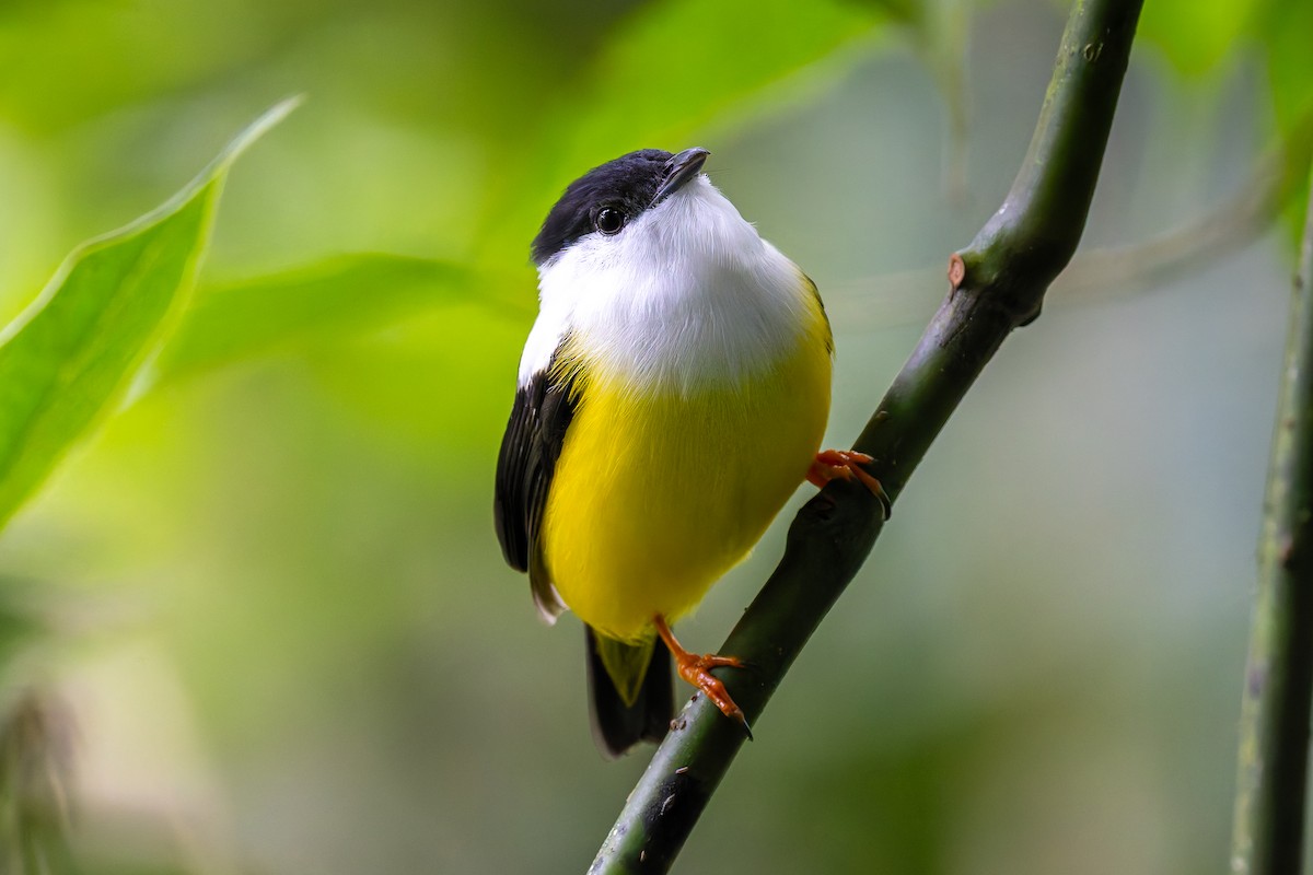 White-collared Manakin - ML645628725